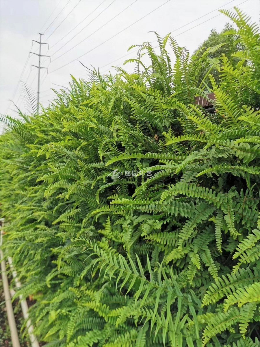 工業園室外植物墻