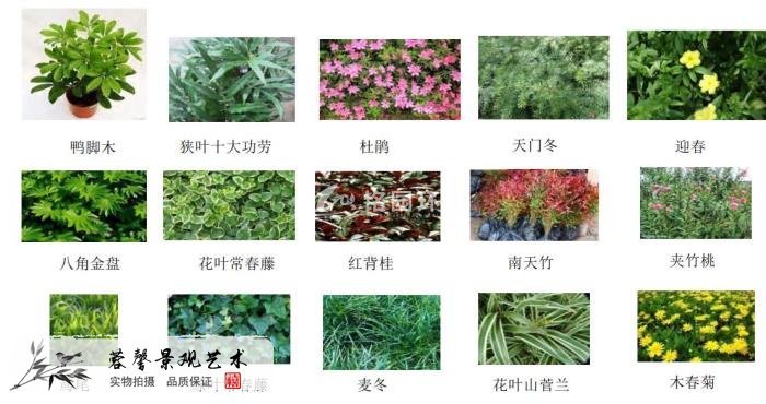 植物墻價格