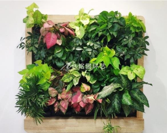 室內(nèi)植物墻植物：合果芋