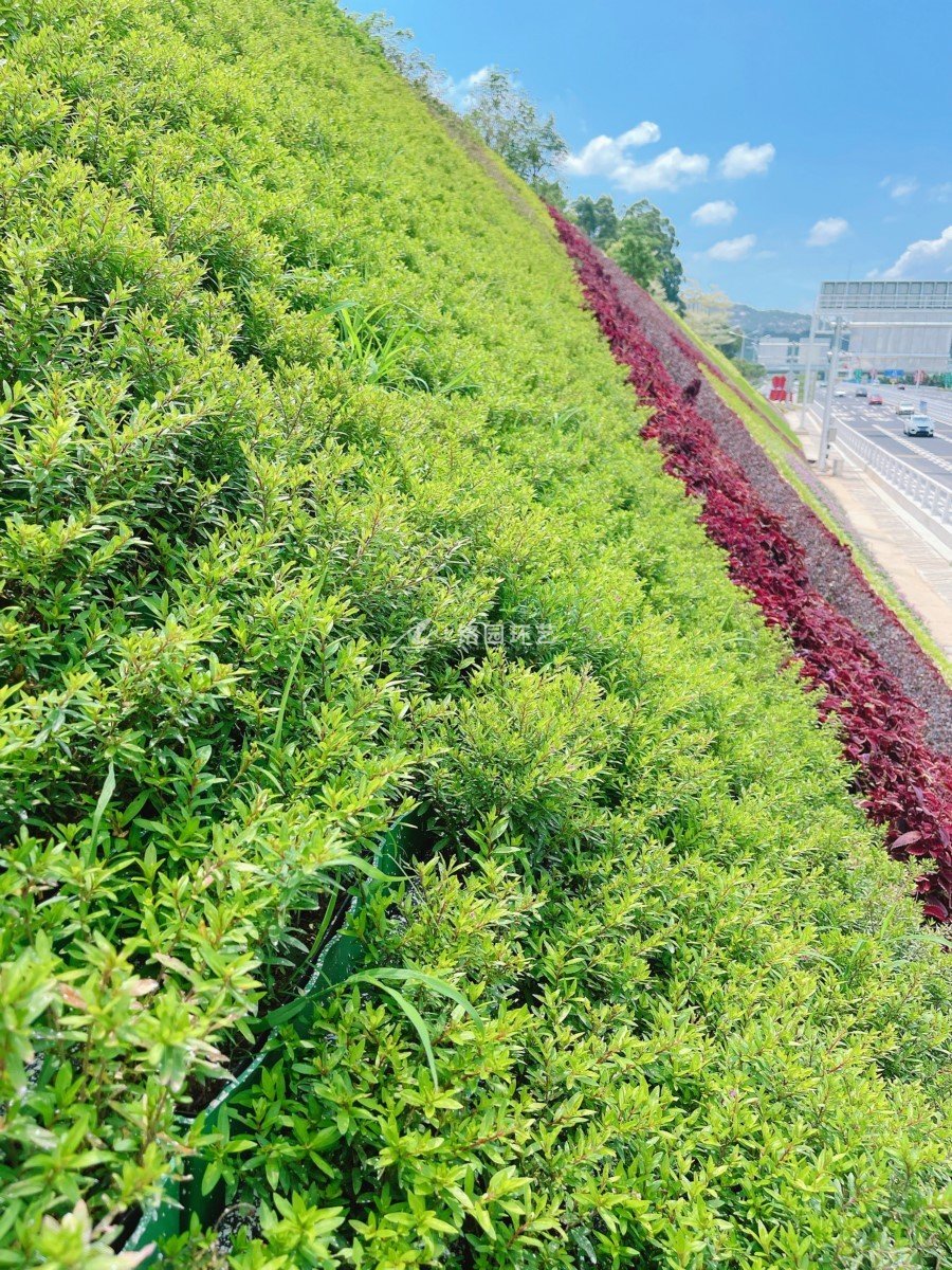 隧道護坡垂直綠化